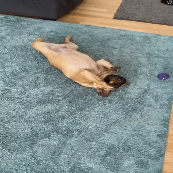 Premium Yak chew dental treat Bundle