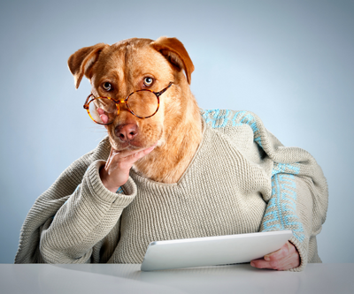 Are yak chews safe for puppies?