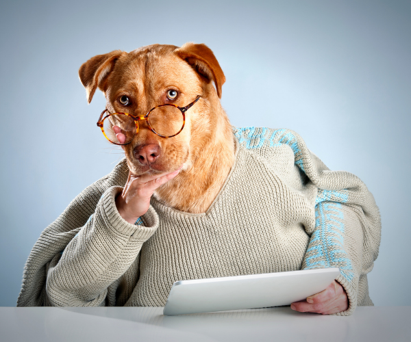 Are yak chews safe for puppies?