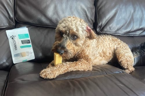 Mango Yak Chews for Dogs