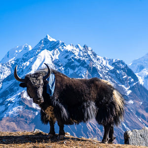 Yak & Cow Milk